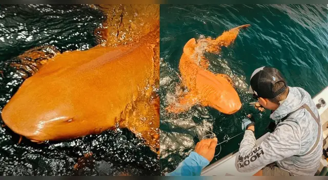 Científicos descubren el primer tiburón naranja del mundo.