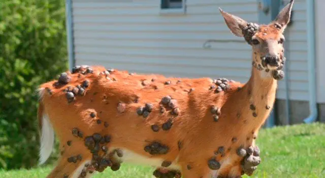 Ciervos con bultos en EE. UU. expertos dan una explicación a las imágenes que alarman. Ciervos con bultos en EE. UU. expertos dan una explicación a las imágenes que alarman.
