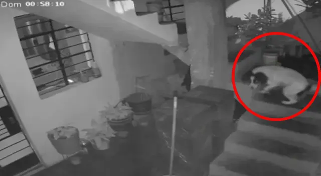 Perrita salvó a familia al apagar explosivo arrojado a casa de periodista en Huaral