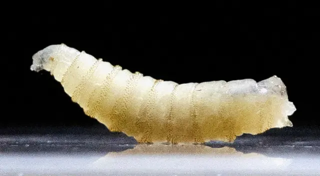 Un paciente en EE. UU. es atacado por gusano barrenador por primera vez.