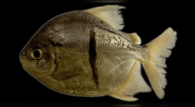 Myloplus sauron, el pez con dientes humanos del Amazonas que desconcertó a los científicos.