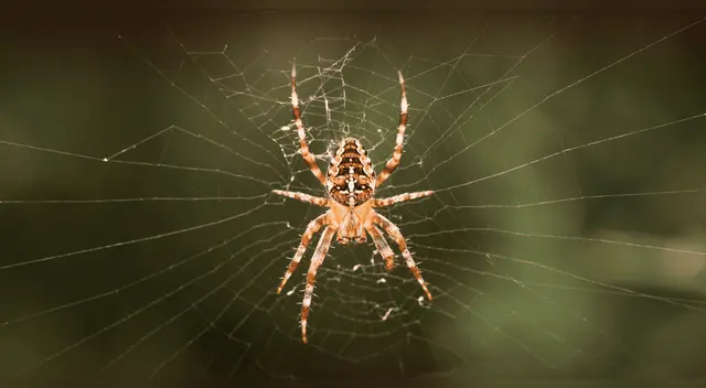 Científicos drogaron arañas y descubrieron un patrón aterrador.