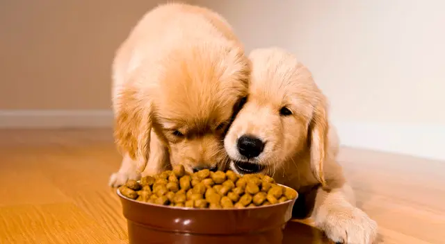 Retiran peligrosa comida para mascotas por contaminación con bacterias mortales: perros y gatos podrían propagar infecciones letales