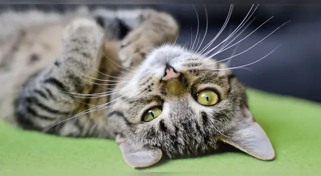 Felino de extraño pelaje desafía todas las reglas de la genética.