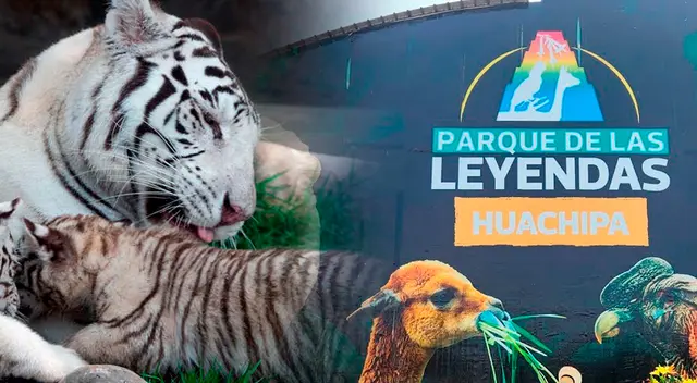 Conoce quiénes pueden acceder a ingresar gratis al Parque de las Leyendas.