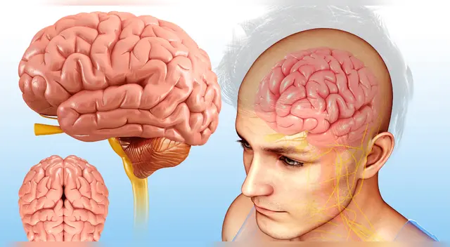 Científicos logran "leer la mente" en un impactante experimento con cerebros humanos.