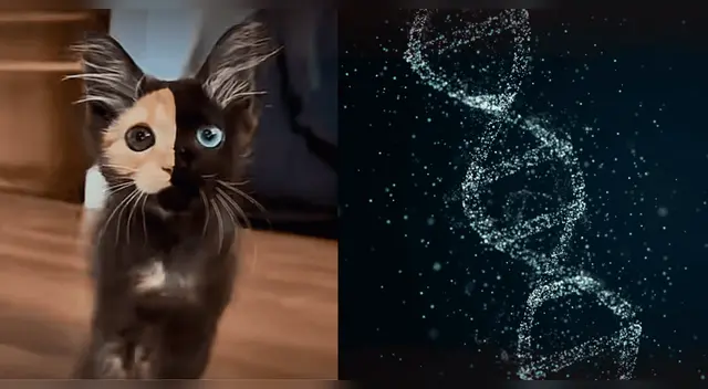 La condición genética del 'gato con dos caras' que lo hace único en su especie.