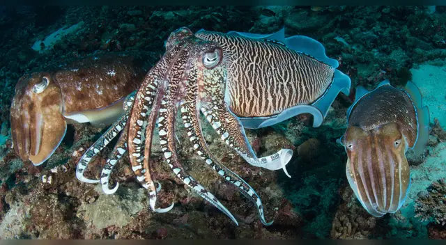 Científicos cerca de descifrar el lenguaje de sepias, delfines y monos.