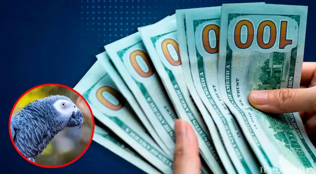 Pagarán recompensa por un loro en Estados Unidos.