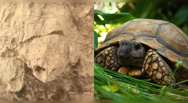 El Rover Perseverance de la NASA captura imagen de una 'tortuga' en Marte.