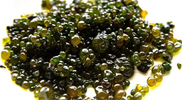 Te contamos cómo preparar y consumir cushuro, el alga gelatinosa de alto valor nutricional.