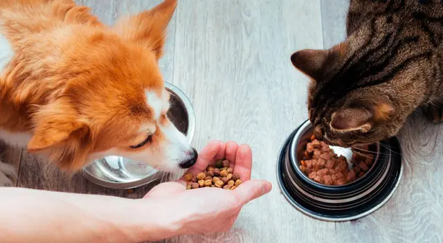 Ordenan RETIRAR estos alimentos para perros y gatos Ordenan RETIRAR estos alimentos para perros y gatos