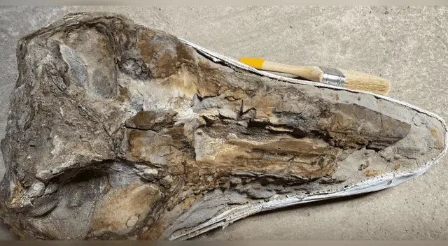 Exhiben en Perú el fósil de un delfín extinto hace 12 millones de años.