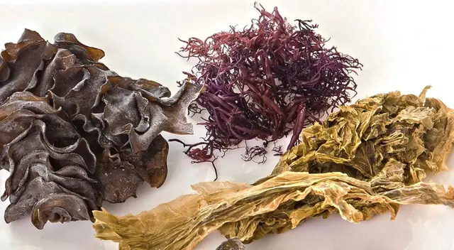 ¿Pueden las algas ayudar en la prevención del cáncer? Estudios dan esperanzadores resultados.