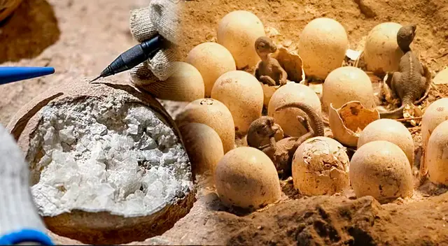 Hallazgo en China: descubren 28 huevos de dinosaurio fosilizados con más de 80 millones de años