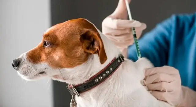 Vacunación contra la rabia GRATUITA: fechas, horarios y lugares para llevar a tu mascota