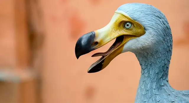 Luego de estar extinto por 300 años, el dodo volvería a poblar el océano Índico gracias a una iniciativa genética