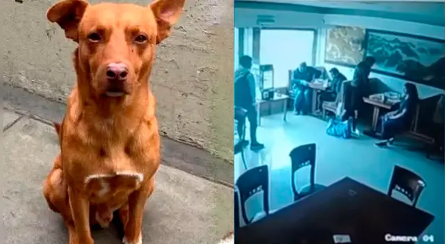 Caramelito: denuncian rapto del perrito comunitario más querido de San Marcos y vecinos anuncian plantón