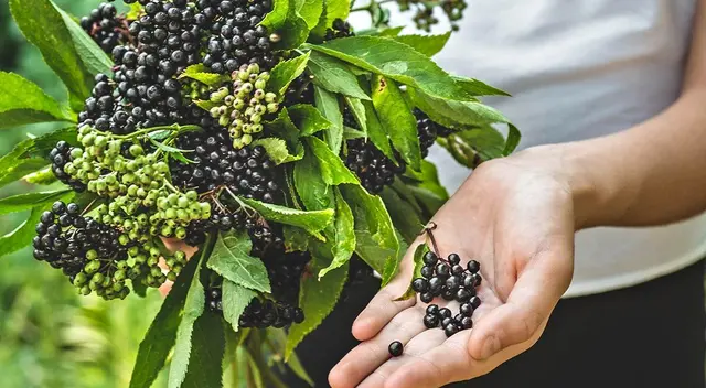 Descubre los beneficios del saúco, una planta medicinal respaldada por estudios científicos. Descubre los beneficios del saúco, una planta medicinal respaldada por estudios científicos.