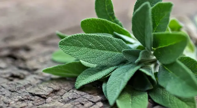 Conoce las propiedades de la salvia y cómo prepararla correctamente. Conoce las propiedades de la salvia y cómo prepararla correctamente.