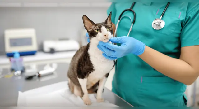 Municipalidad de Chorrillos organiza campaña veterinaria gratuita este 4 de octubre. Municipalidad de Chorrillos organiza campaña veterinaria gratuita este 4 de octubre.