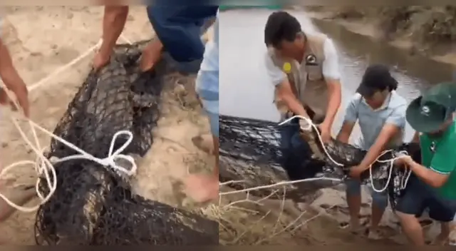 Cocodrilo de 3 metros fue hallado en un criadero en Tumbes.