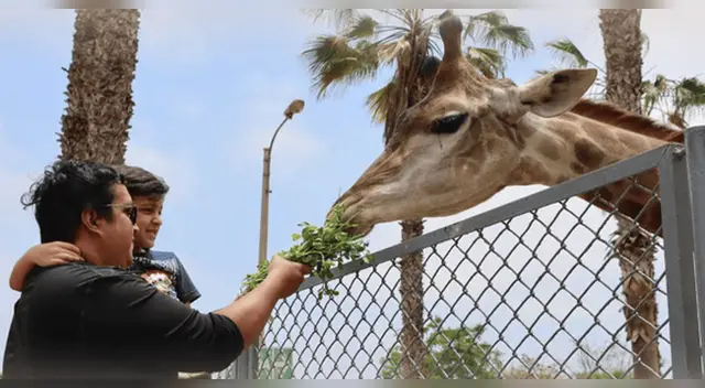 Parque de las Leyendas dará el 50% de descuento en entradas. Parque de las Leyendas dará el 50% de descuento en entradas.