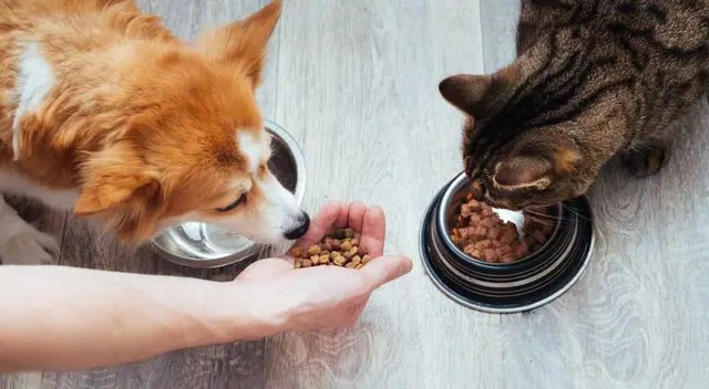 Ordenan retiro inmediato de famosa marca de alimentos para mascotas por bacteria mortal: revisa si lo tienes en casa