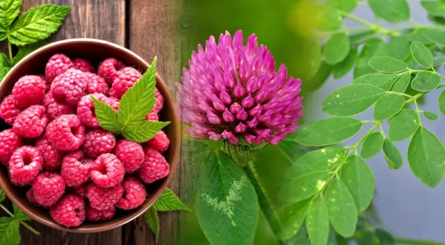 Estas plantas medicinales pueden apoyar tu fertilidad. Descubre cómo prepararlas y sus efectos positivos.