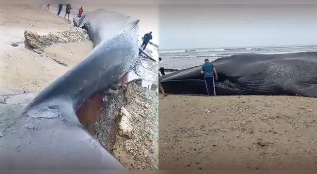 Reportan a ballena varada en Punta Sal: usuarios captan el momento en video.
