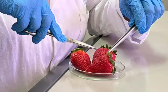 Irradiación de alimentos: la ciencia que garantiza productos más seguros y duraderos Irradiación de alimentos: la ciencia que garantiza productos más seguros y duraderos