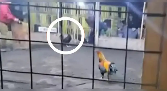 Criador pierde la vida luego de ser herido por su propio gallo durante competencia en Barranca Criador pierde la vida luego de ser herido por su propio gallo durante competencia en Barranca