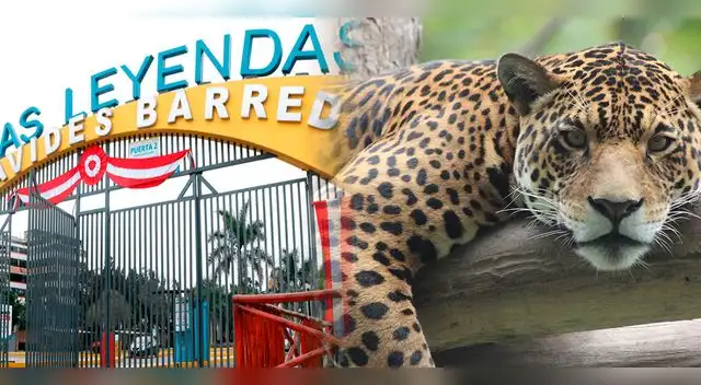 El congresista Guido Bellido presentó proyecto de ley para cerrar los zoológicos en el Perú