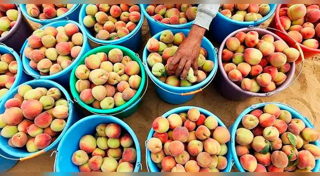 Alerta en Lima: 4 de cada 5 duraznos superan los límites de plaguicidas permitidos, según estudio