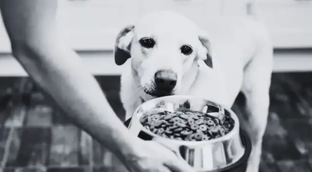 Alerta para dueños de mascotas: retiran comida para perros por posible contaminación, según FDA
