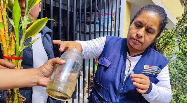 Dengue en alerta: cómo proteger a tu familia del Aedes aegypti con acciones simples desde casa