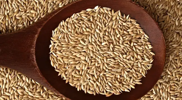 Descubre las propiedades del alpiste para humanos y cómo su consumo puede ayudarte.