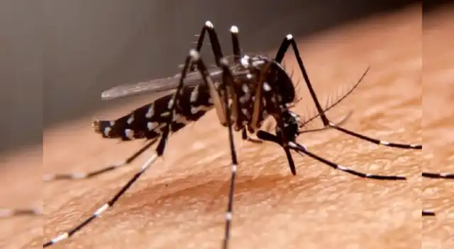 Dengue en EE.UU. autoridades confirman presencia del mosquito en zonas donde jamás apareció. Dengue en EE.UU. autoridades confirman presencia del mosquito en zonas donde jamás apareció.