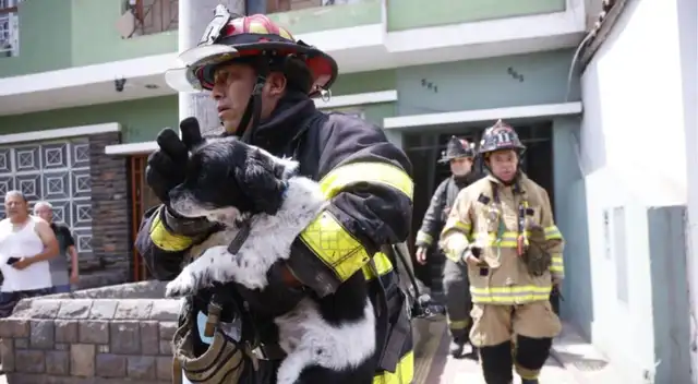 Serenos evitaron tragedia al retirar balones de gas y rescatar al perrito “Oreo” durante incendio en La Victoria Serenos evitaron tragedia al retirar balones de gas y rescatar al perrito “Oreo” durante incendio en La Victoria