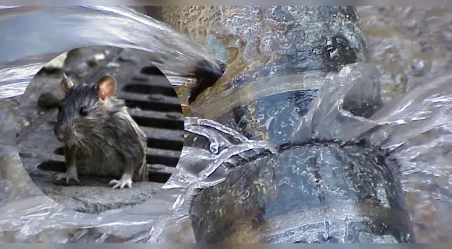 Vecinos de El Agustino sufren cortes de agua, olores nauseabundos y ratas dentro de sus casas tras trabajos viales