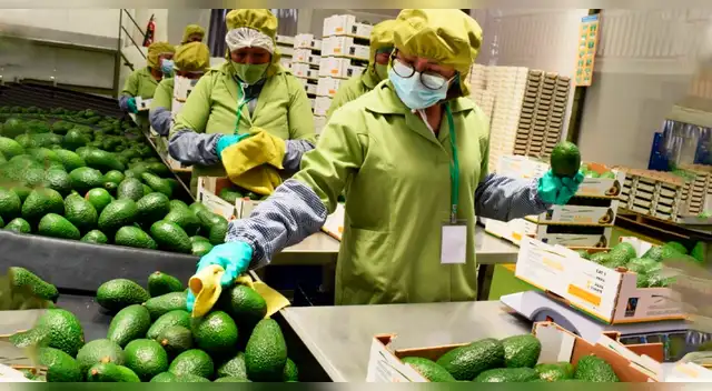 Palta peruana logra expansión sin precedentes: Europa y Asia se consolidan como los destinos más rentables