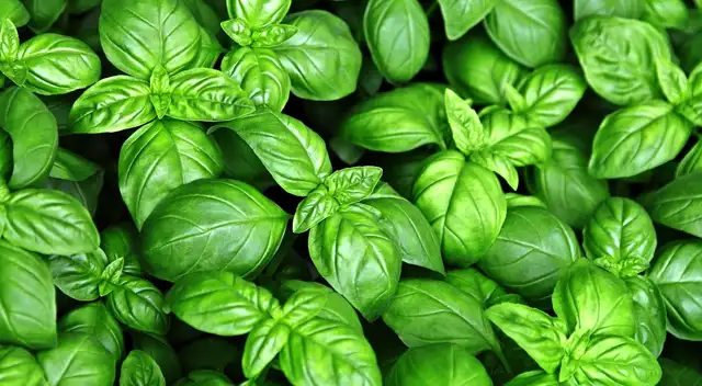 Descubre las propiedades medicinales de la albahaca.