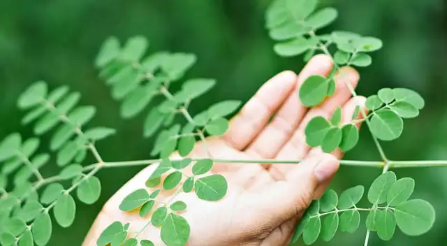 Conoce todo sobe la moringa, sus beneficios y cómo puedes incluirla en tu dieta