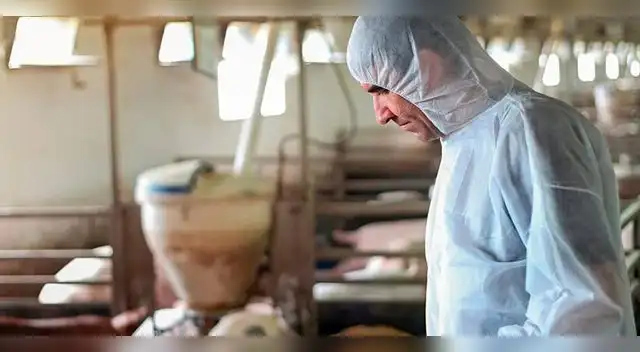 Tras la detección del virus, se decretó el confinamiento de 39 granjas de cerdos en España Tras la detección del virus, se decretó el confinamiento de 39 granjas de cerdos en España