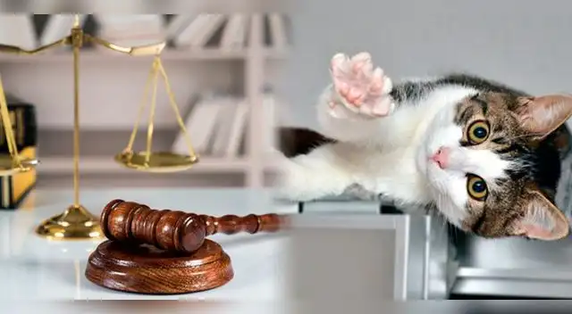 Ciudadanos no podrán criar gatos de razas Scottish Fold y Sphynx Ciudadanos no podrán criar gatos de razas Scottish Fold y Sphynx