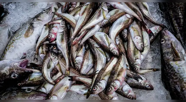 Mercado clave se cierra Estados Unidos frenará la importación de 4 pesquerías del Perú. Mercado clave se cierra Estados Unidos frenará la importación de 4 pesquerías del Perú.