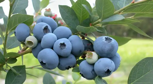 Conoce las propiedades del arándano azul y cómo puede ayudarte contra el envejecimiento. Conoce las propiedades del arándano azul y cómo puede ayudarte contra el envejecimiento.