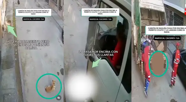 Camión de basura pasa por encima de perrito cojito y lo lanzan como si nada a la trituradora en SJL