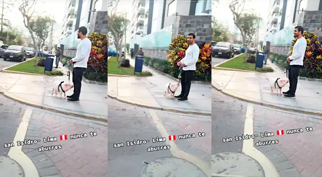 ¡NO ERA UN PERRO! Vecino de SAN ISIDRO pasea PECULIAR mascota y se vuelve VIRAL: "Se encariñó con la cena navideña"