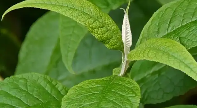 Descubre las propiedades medicinales del matico y cómo puede ayudarte a sanar heridas y aliviar problemas digestivos.